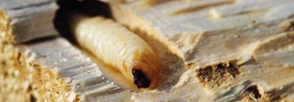 Houtworm copperant